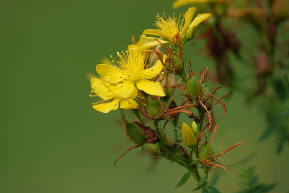 Heilpflanzen Johanniskraut